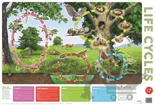 Wallchart Pack of 2 9+ – Kolektif – Autumn Publishing kitap kapağı