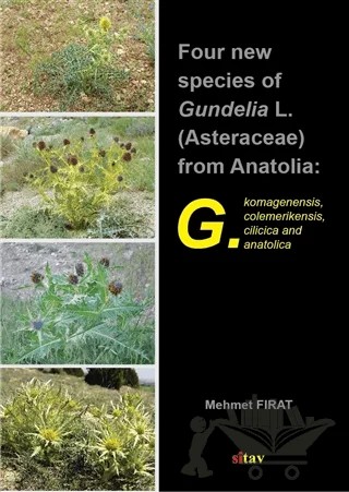 Four New Species Of Gundelia L. (Asteraceae) From Anatolia – Mehmet Fırat – Sitav Yayınevi kitap kapağı