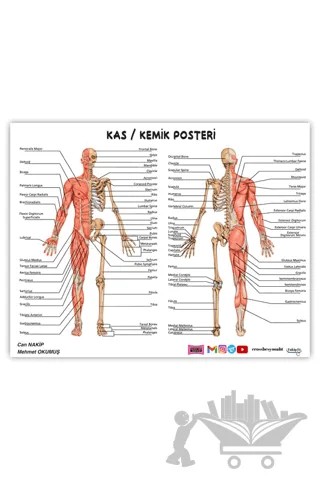 2024 ÖABT Beden Eğitimi Öğretmenliği Kas-Kemik Posteri – Can Nakip – Yargı Yayınevi kitap kapağı