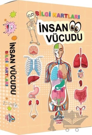 İnsan Vücudu - Bilgi Kartları – Kolektif – Yağmur Çocuk kitap kapağı
