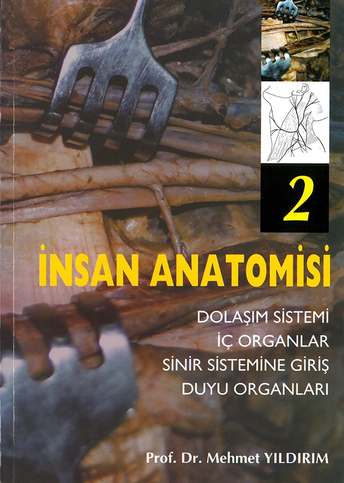 İnsan Anatomisi 2 Dolaşım Sistemi - İç Organlar - Sinir Sistemine Giriş - Duyu Organları